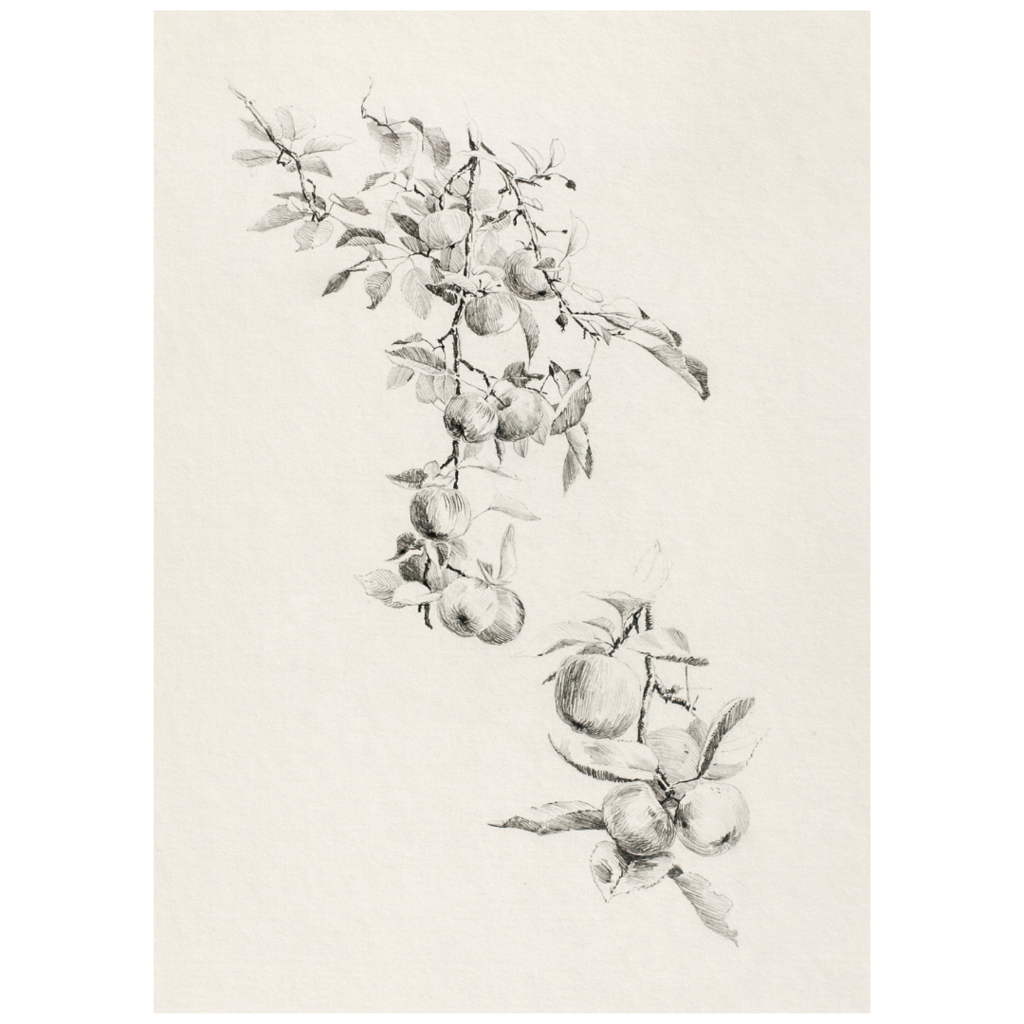 Framed Apple Tree Sketch Print