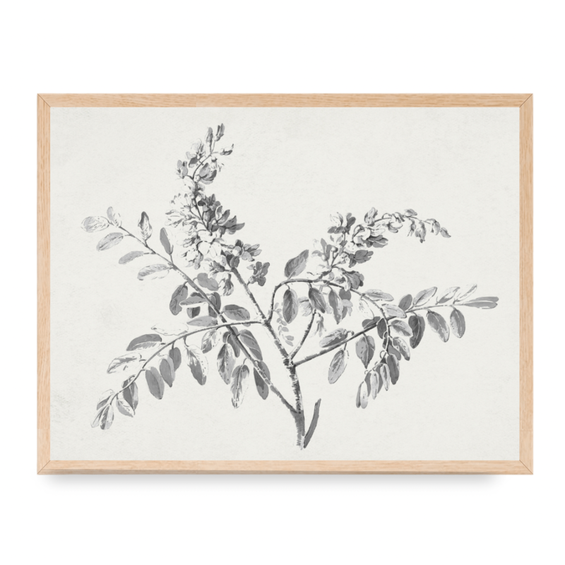 Framed Blossom Branch Print