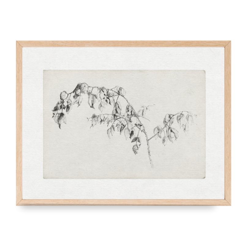 Framed Vine Sketch