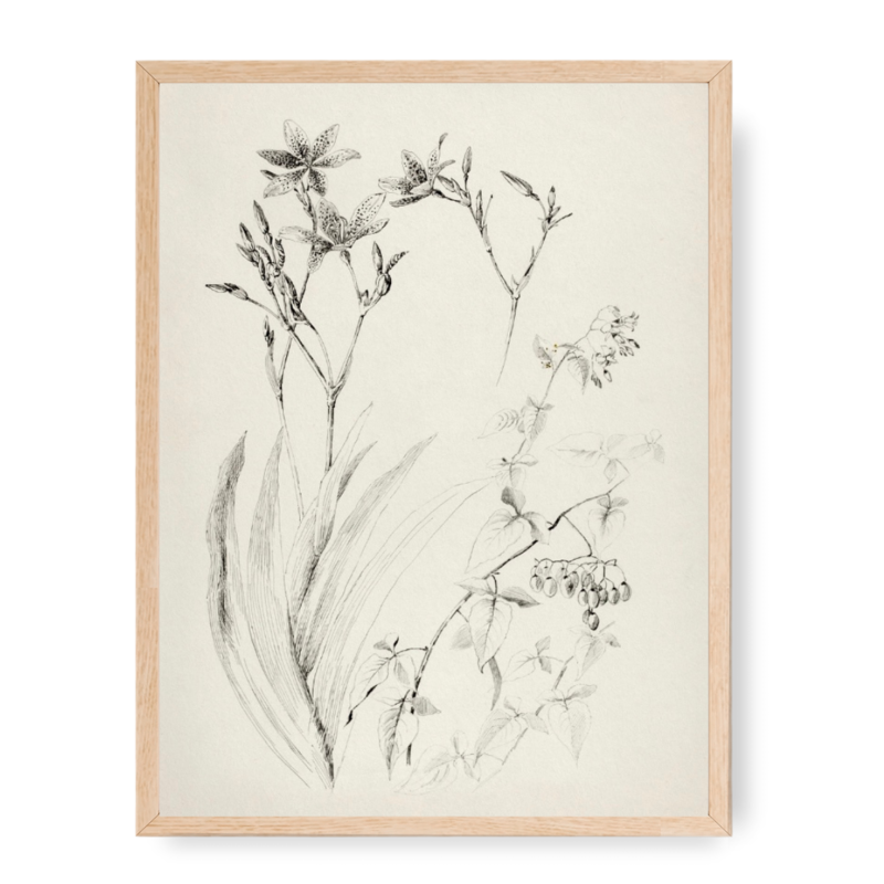 Framed Rustic Flower Sketch