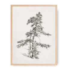 Framed Pine Tree Sketch