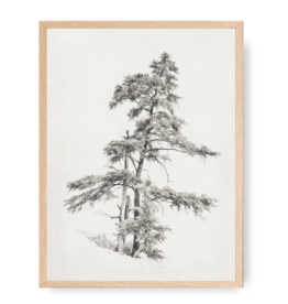 Framed Pine Tree Sketch