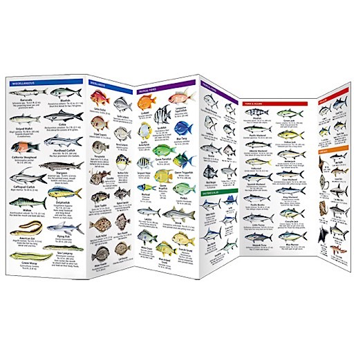 A Pocket Naturalist Guide - Saltwater Fishes