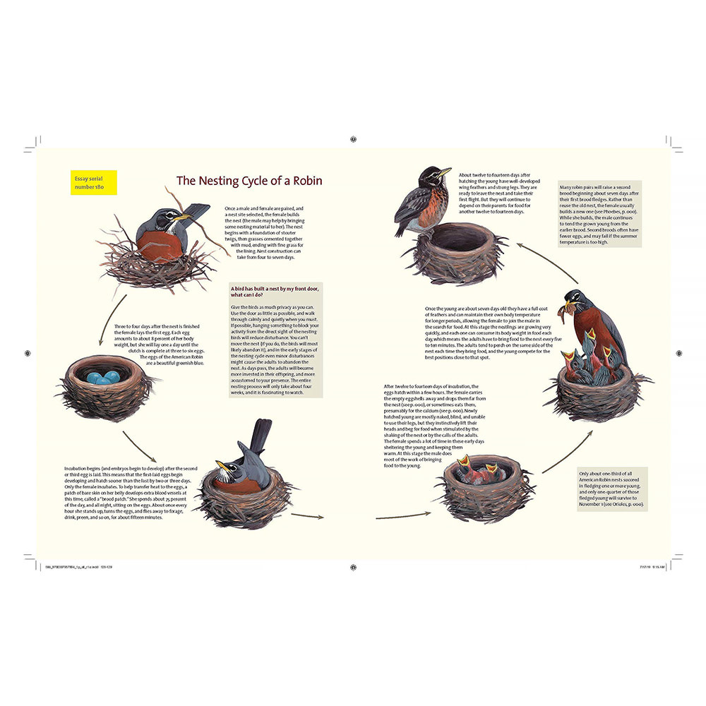 What It's Like to Be a Bird Hardcover