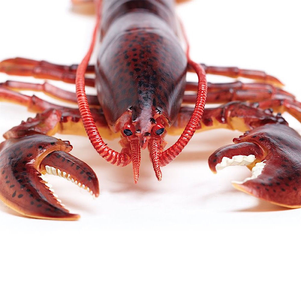 Maine Lobster