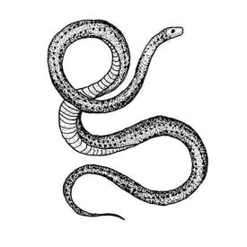 Tattly Tattly Tattoo 2-Pack - Serpent