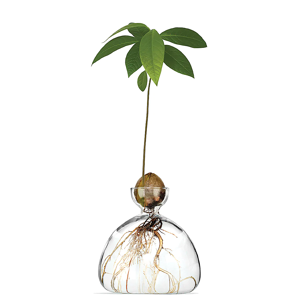 ILEX Studios Avocado Vase - Clear