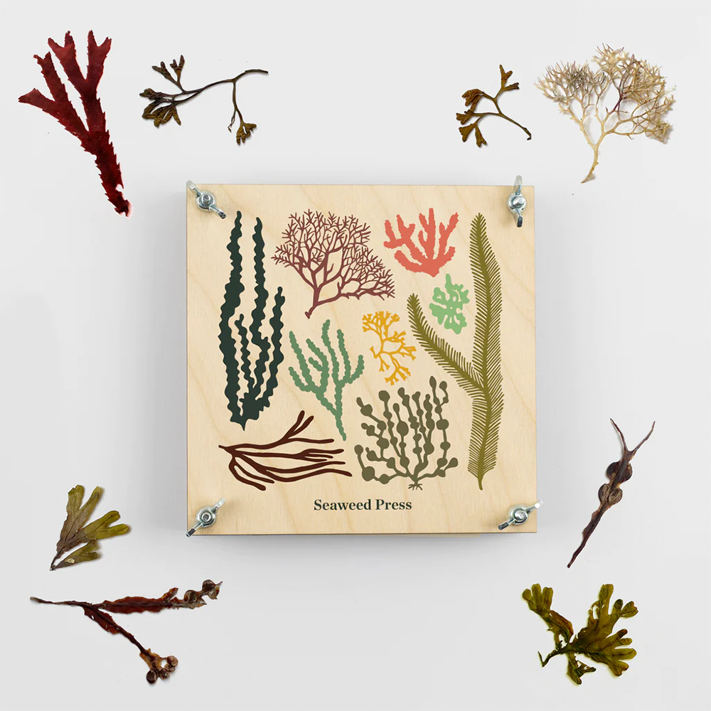 Studio Wald - Seaweed Press Kit