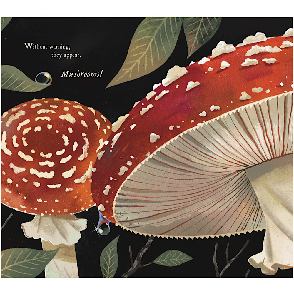Mushroom Rain Hardcover Book