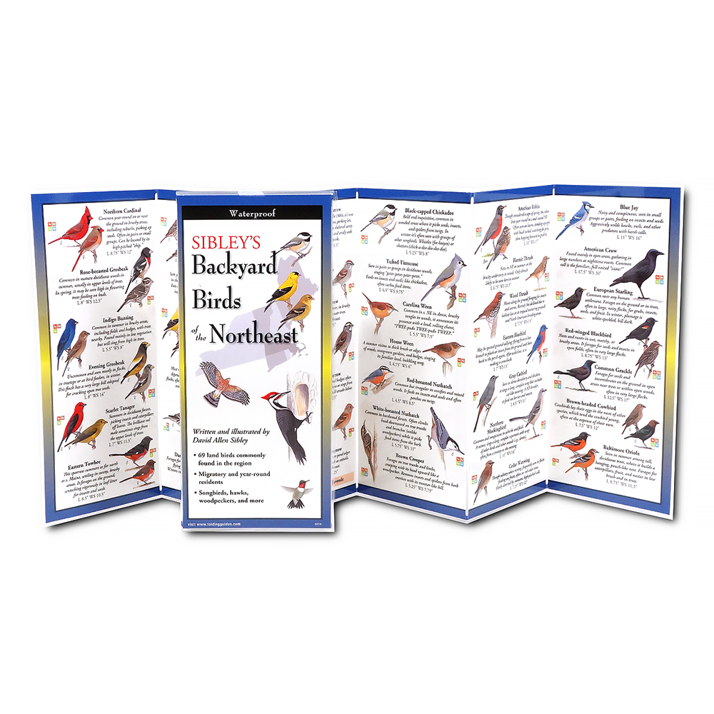Earth Sky + Water - Brochure Guide - Sibley's Backyard Birds of the Northeast