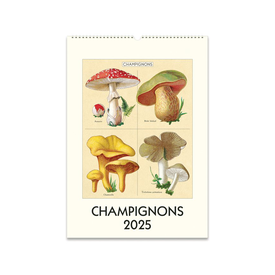 Cavallini Papers & Co., Inc. Cavallini - 2025 Wall Calendar - Champignons