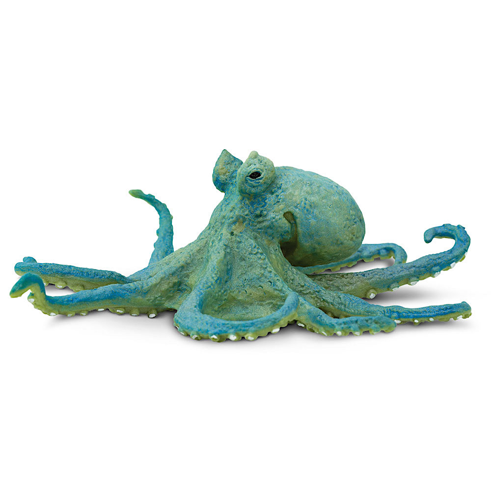 Octopus