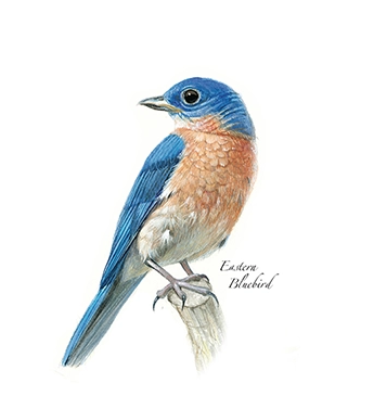 Earth Sky + Water Earth Sky + Water - Eastern Bluebird Card