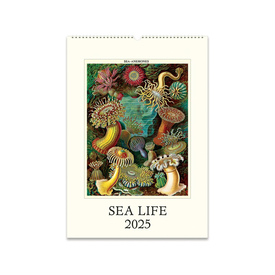 Cavallini Papers & Co., Inc. Cavallini - 2025 Wall Calendar - Sea Life