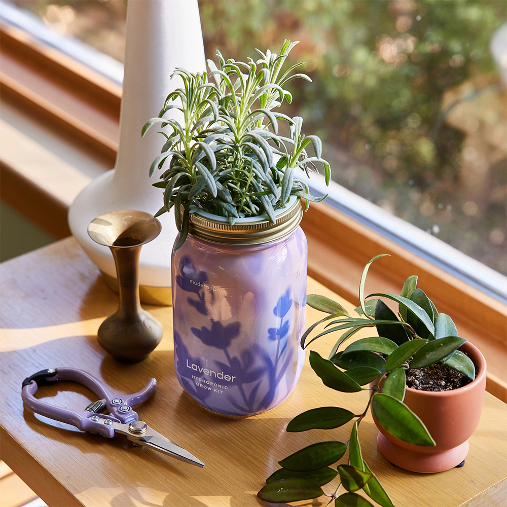 Modern Sprout Herb Garden Jar - Lavender
