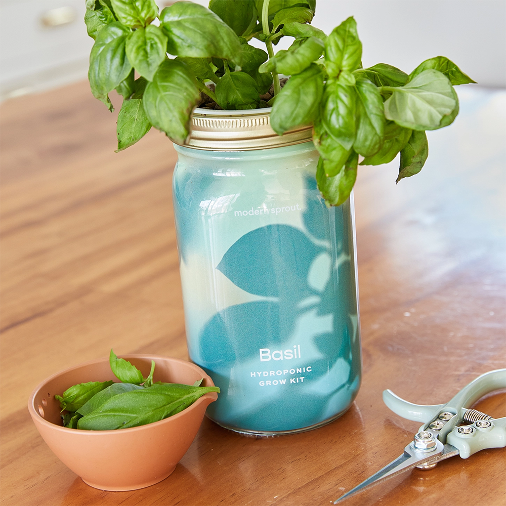 Modern Sprout Herb Garden Jar - Basil