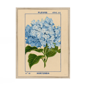Roomytown Inc Roomytown Fine Art Print - 11 x 14 - Hydrangea