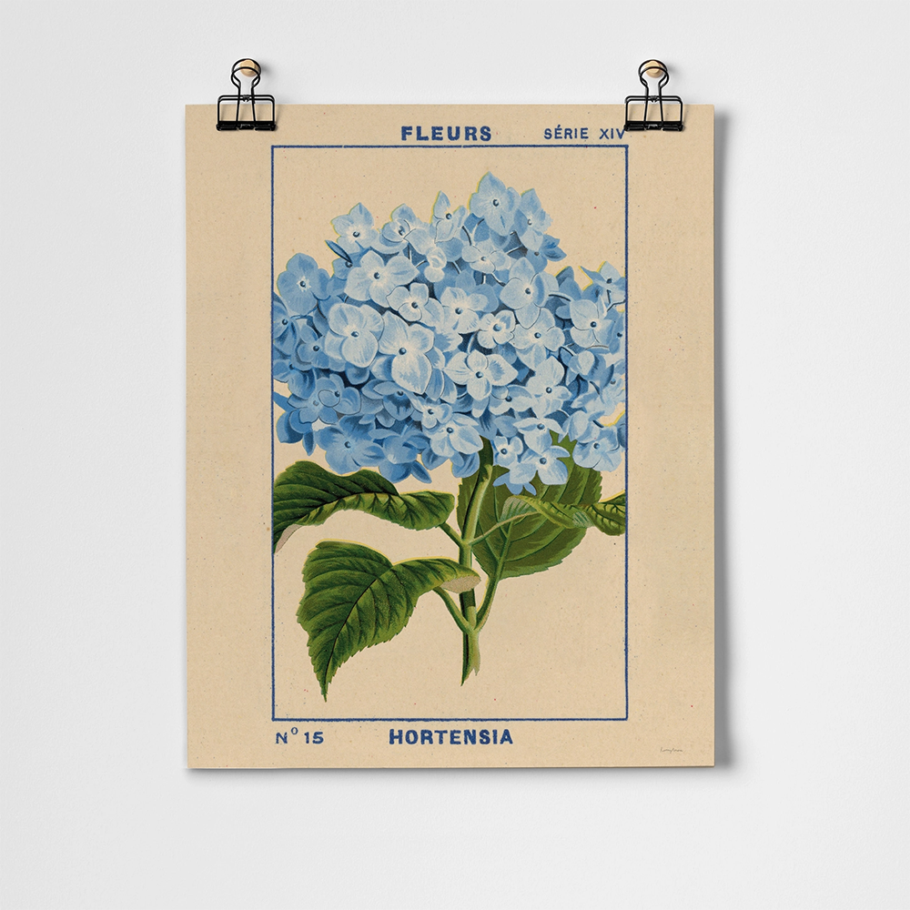 Roomytown Fine Art Print - 11 x 14 - Hydrangea