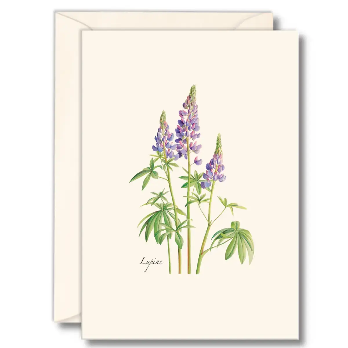 Earth Sky + Water - Lupine Card - Box Set of 8