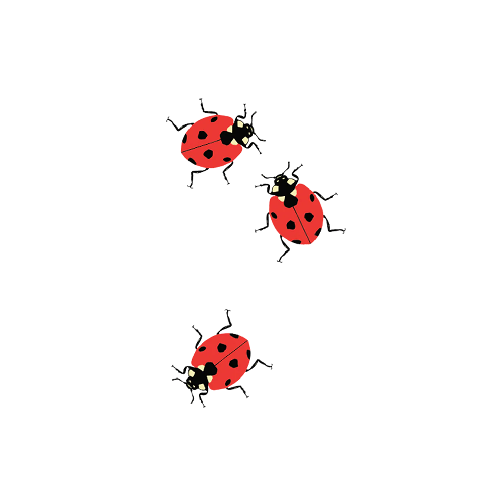 Tattly Tattoo 2-Pack - Ladybugs