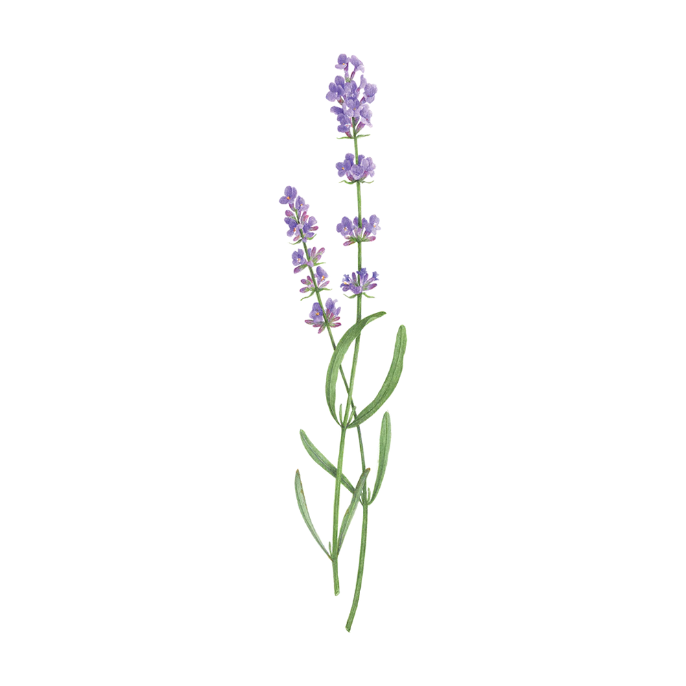 Tattly Tattly Tattoo 2-Pack - Lavender