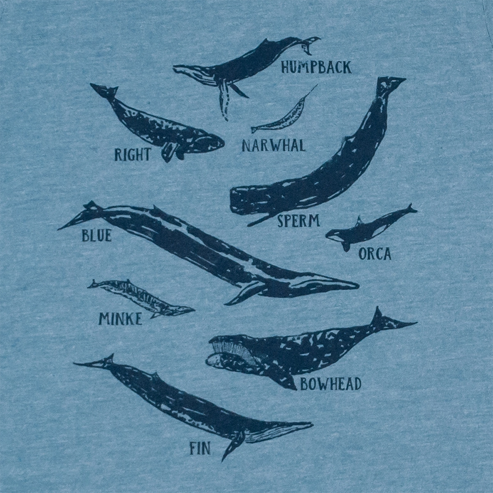 Cinder + Salt Kids Tee - Whale Species
