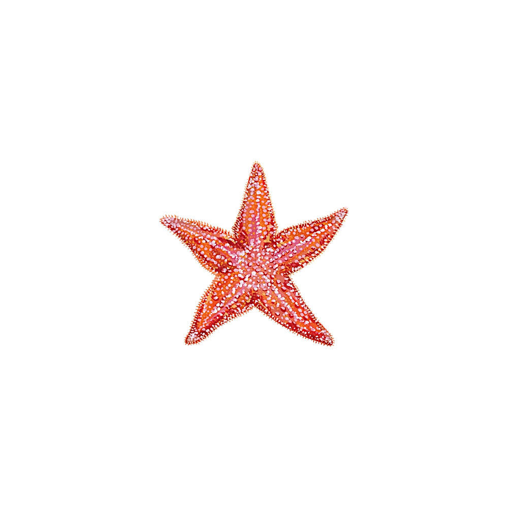 Tattly Tattly Tattoo 2-Pack - Starfish