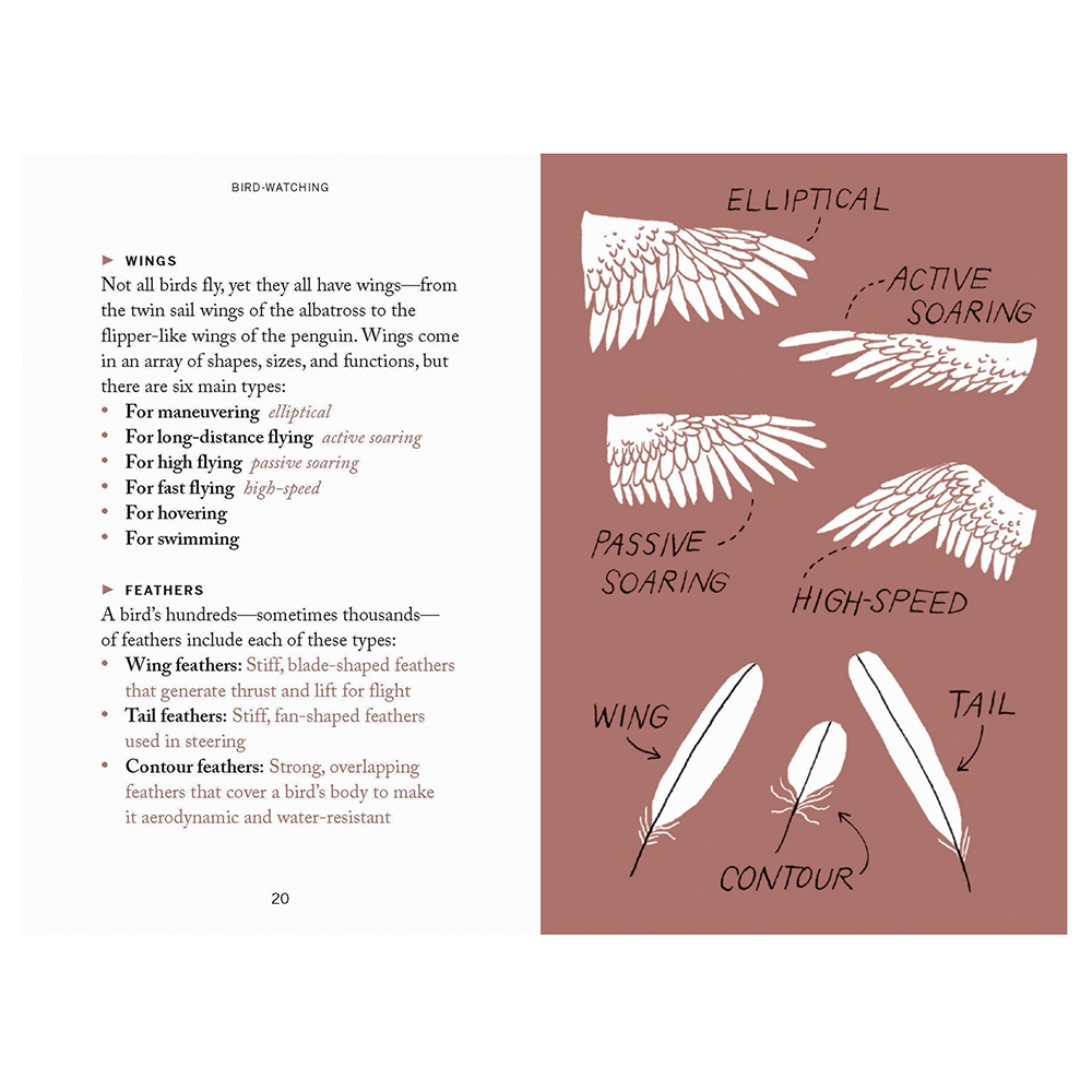Pocket Nature Series: Bird Watching