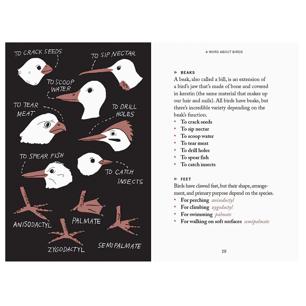 Pocket Nature Series: Bird Watching