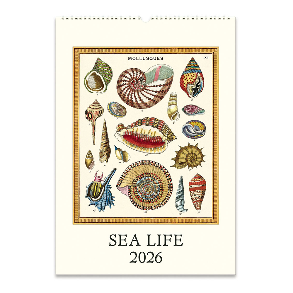 Cavallini Papers & Co., Inc. Cavallini 2026 Wall Calendar - Sea Life