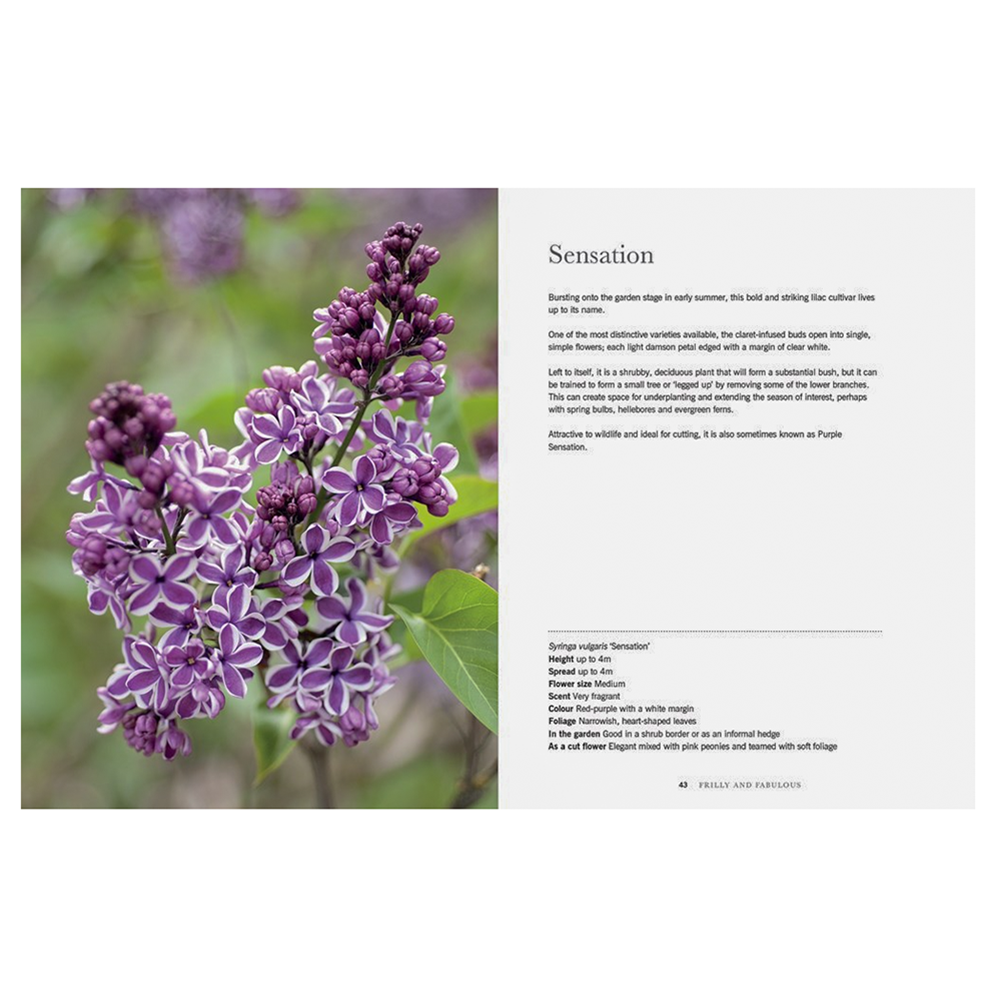 Lilacs Beautiful Varieties For Home & Garden