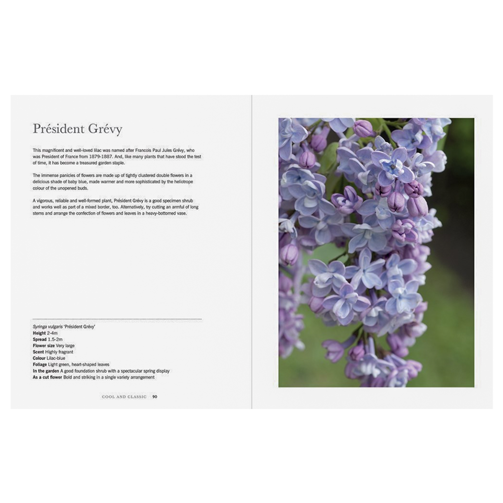 Lilacs Beautiful Varieties For Home & Garden