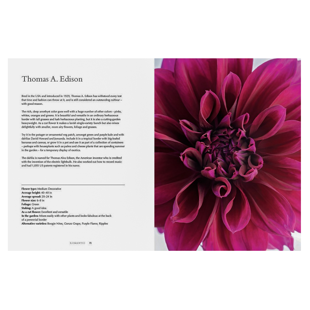 Dahlias Beautiful Varieties For Home & Garden