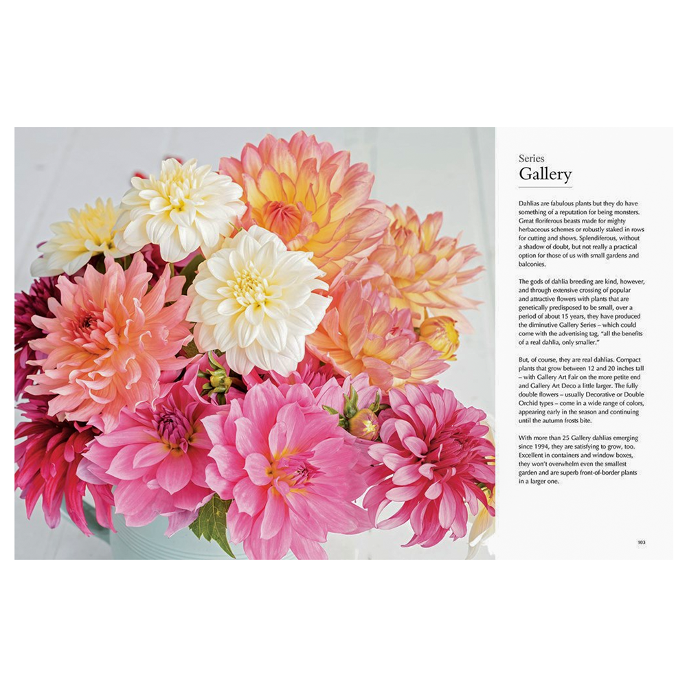 Dahlias Beautiful Varieties For Home & Garden