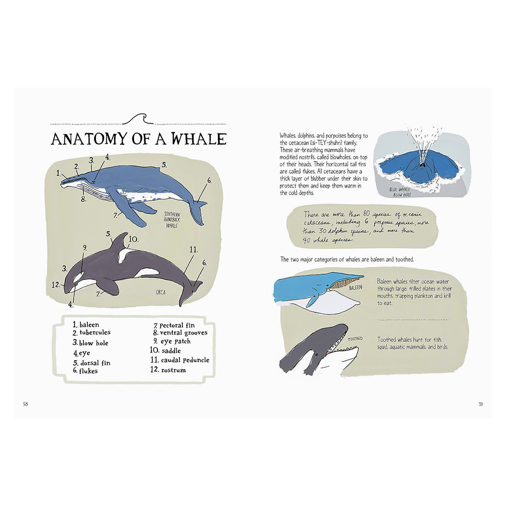 Ocean Anatomy Paperback Book