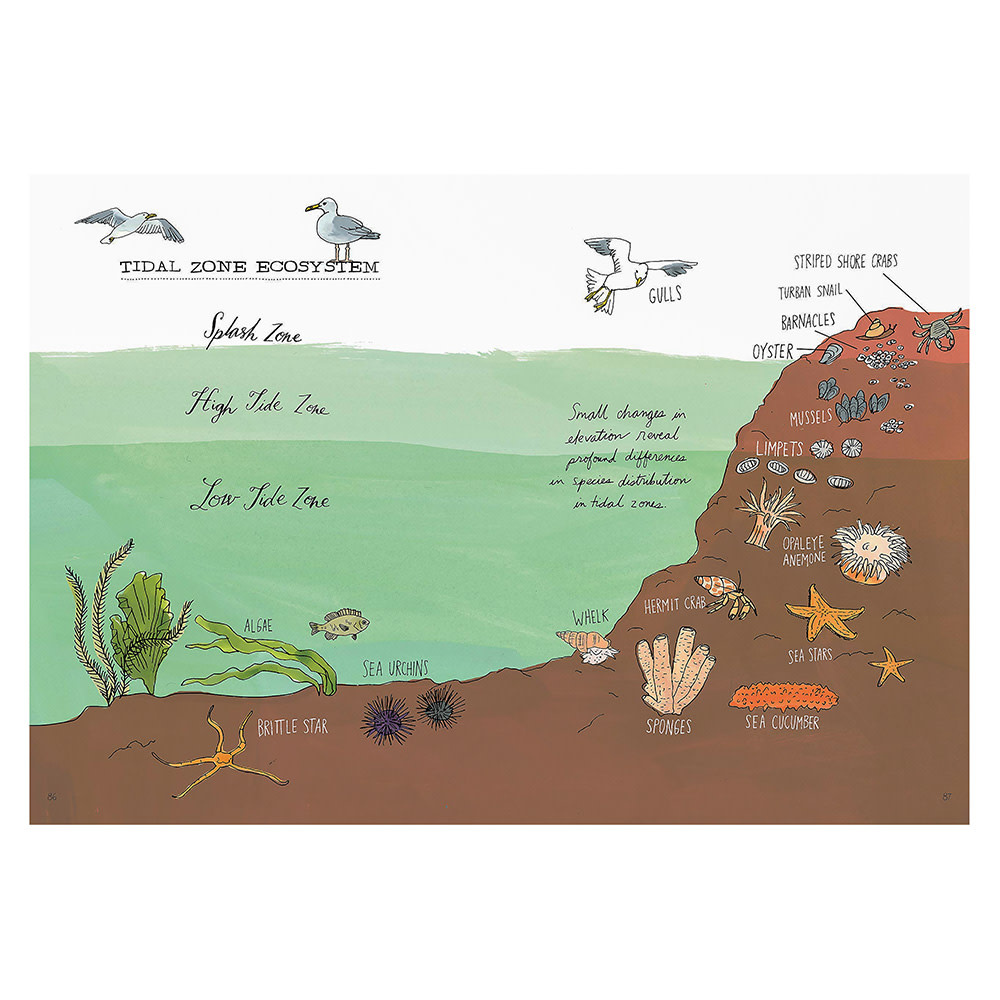 Ocean Anatomy Paperback Book