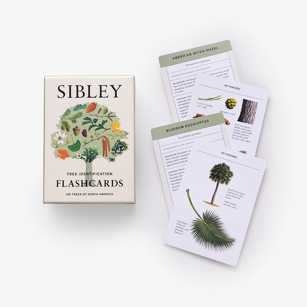 Sibley Tree ID Flashcards