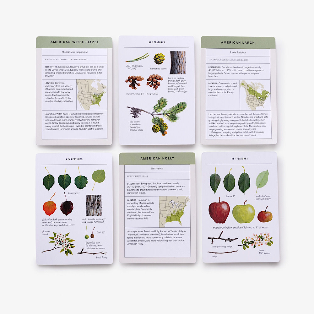 Sibley Tree ID Flashcards