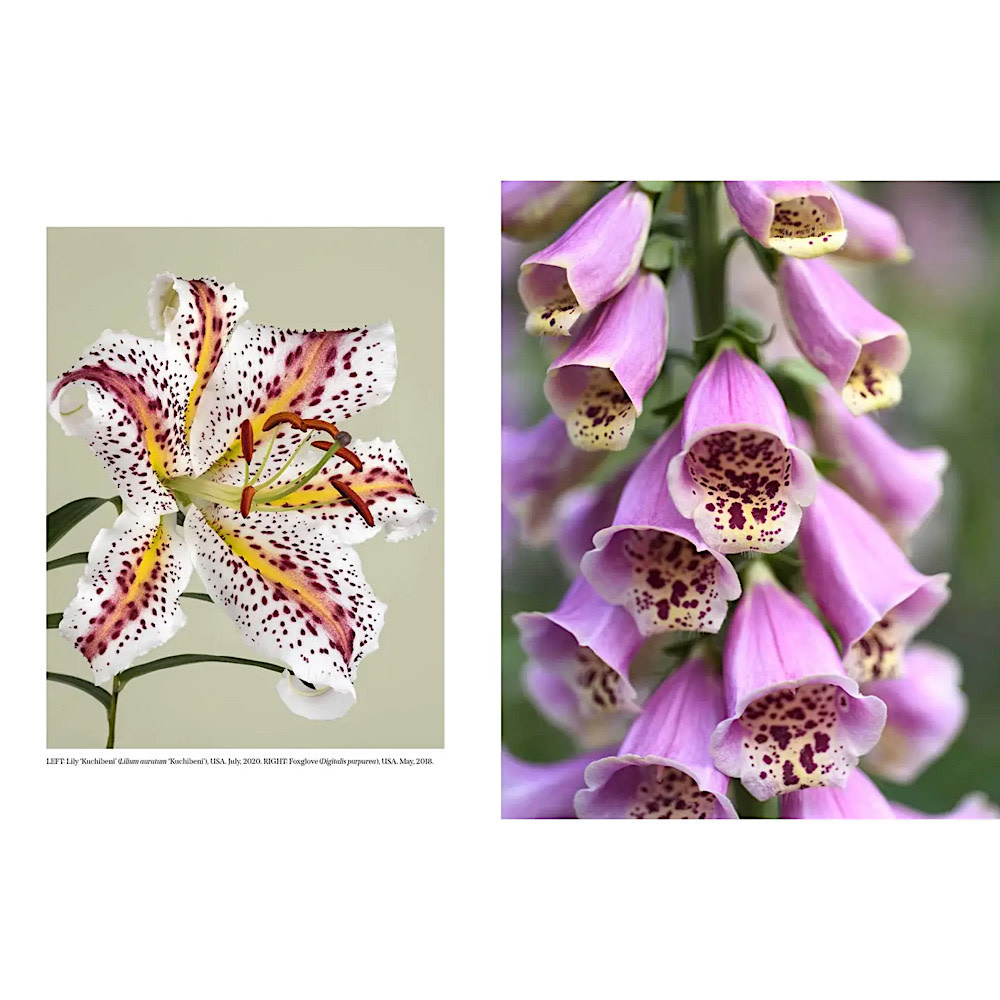 Beautiful Blooms: A Photographic Celebration Hardcover Book