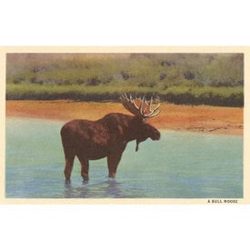  Postcard AN-312 - Bull Moose