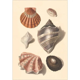  Postcard TS-136 - Seashells