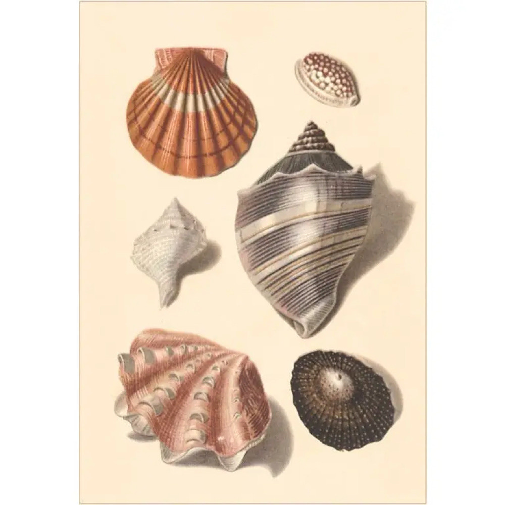  Postcard TS-136 - Seashells