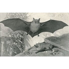  Postcard AN-252 - Bats