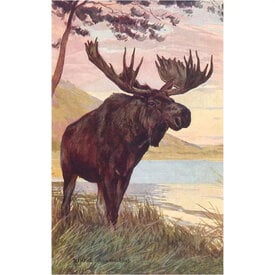  Postcard AN-84 - Moose By Lake