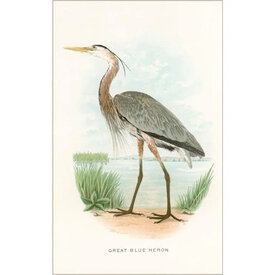  Postcard BD-90 - Great Blue Heron