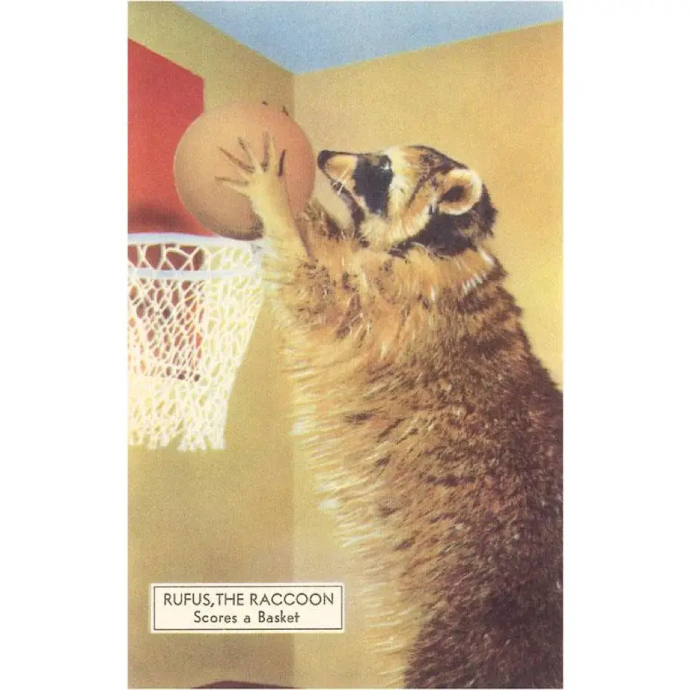  Postcard NP-527 - Raccoon Playing Basketball