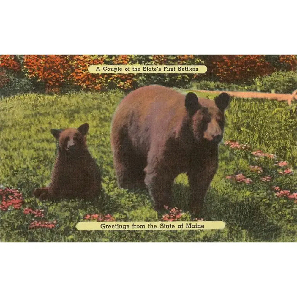  Postcard ME-208 - Bears from Maine