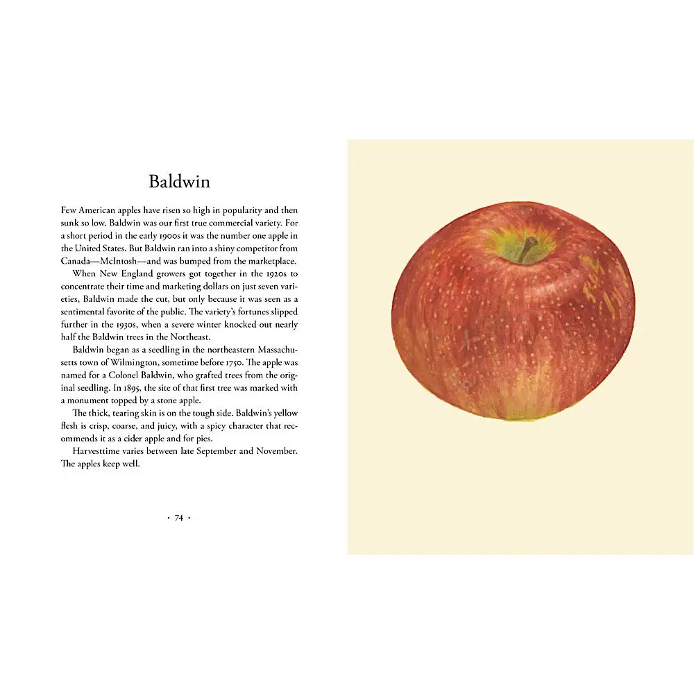 Apples Hardcover Book