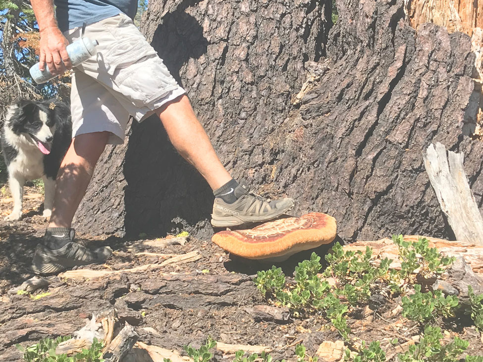 Massive Mushroom Growing Out of the Tree