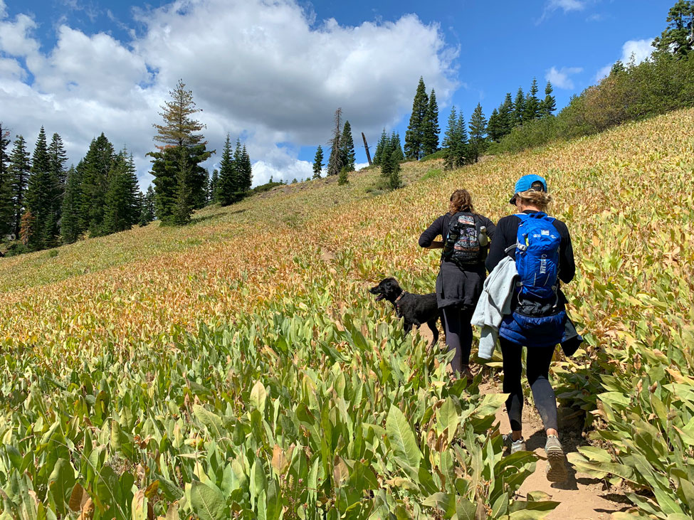 Mule ear along the way...